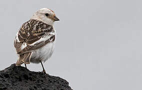 Snow Bunting