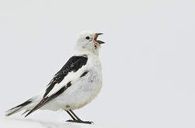 Snow Bunting