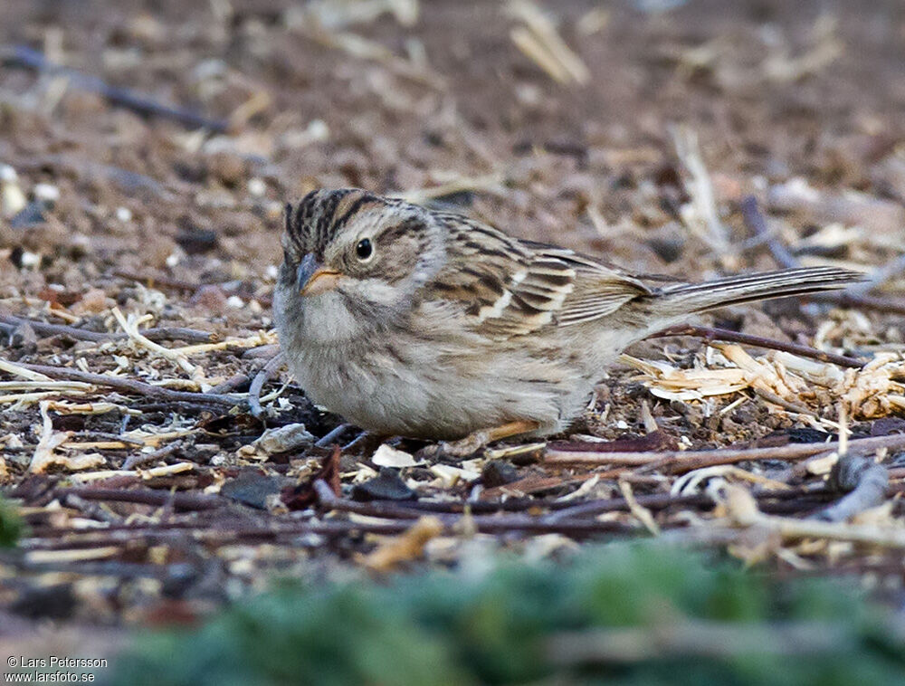 Clay-colored Sparrow