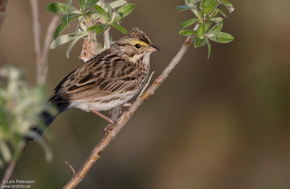 Savannah Sparrow