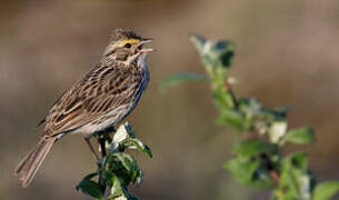 Savannah Sparrow