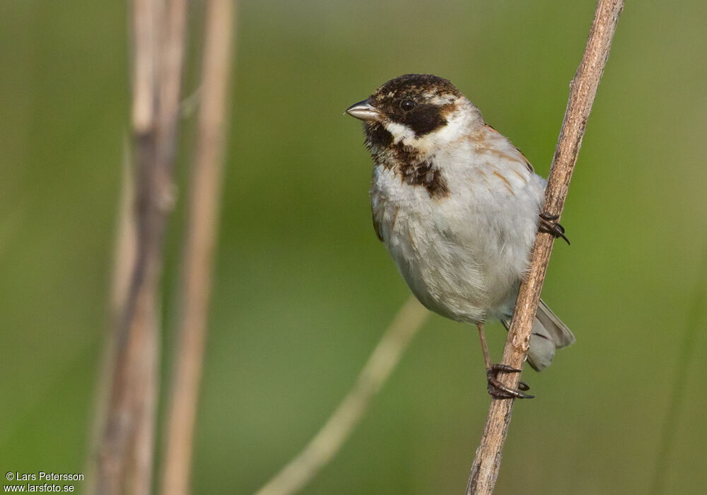 Common Reed Bunting