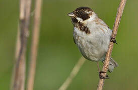 Common Reed Bunting