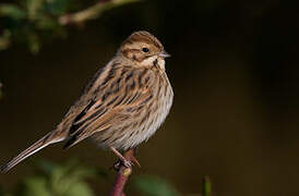 Common Reed Bunting