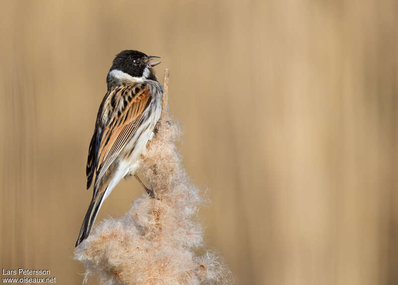 Common Reed Bunting male adult breeding, song