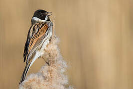 Common Reed Bunting