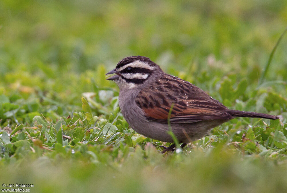 Cape Bunting