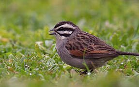 Cape Bunting