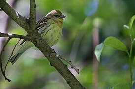 Yellow Bunting