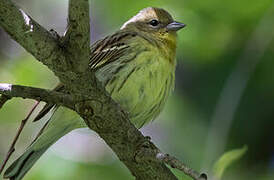 Yellow Bunting