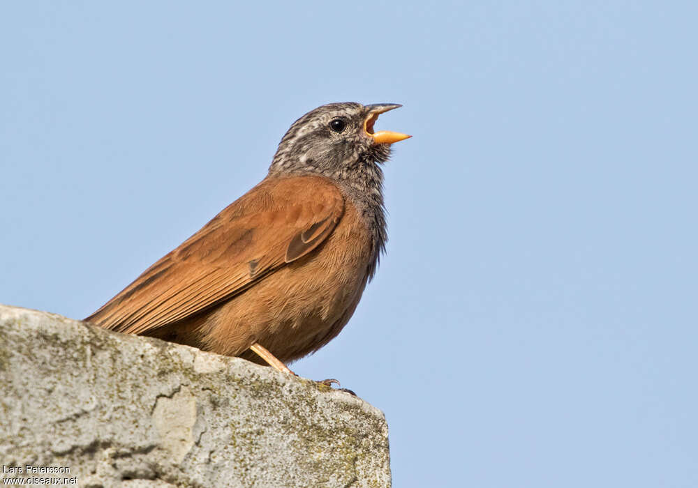 House Bunting male adult, song