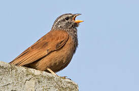 House Bunting