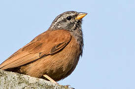 House Bunting