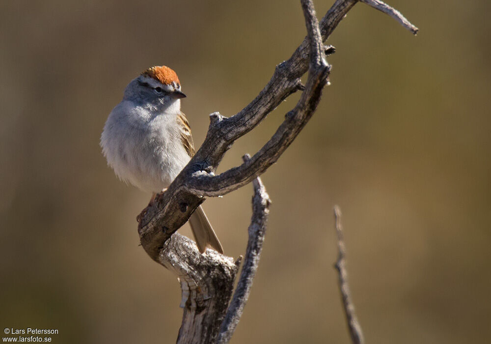 Chipping Sparrow