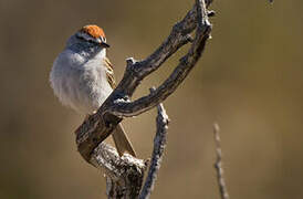 Chipping Sparrow