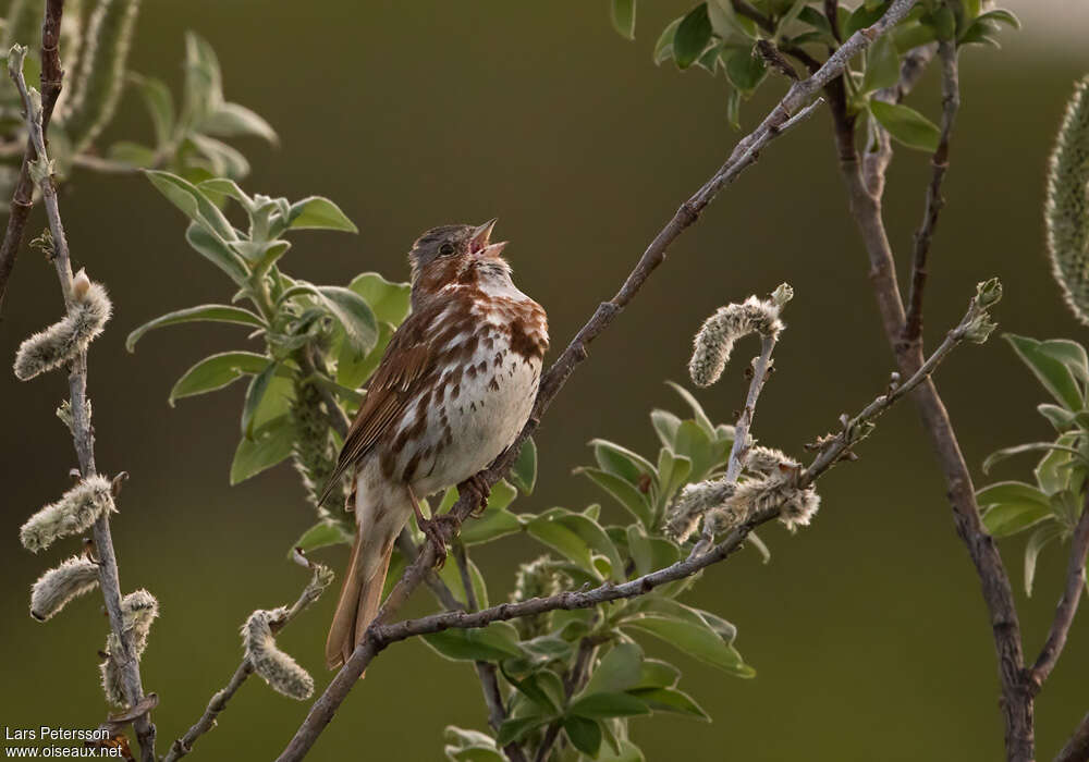 Red Fox Sparrow male adult, pigmentation, song