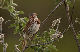 Red Fox Sparrow