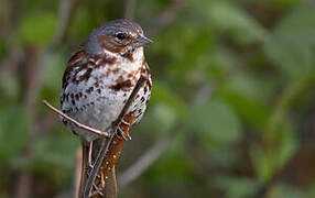 Red Fox Sparrow