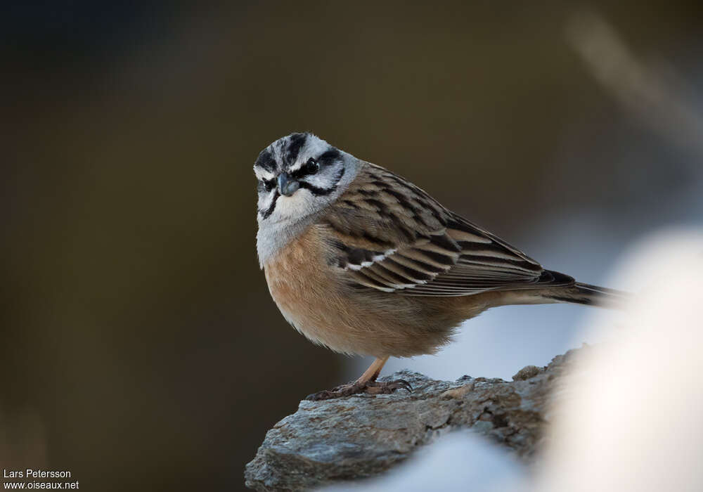 Rock Bunting male adult, close-up portrait