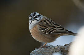 Rock Bunting