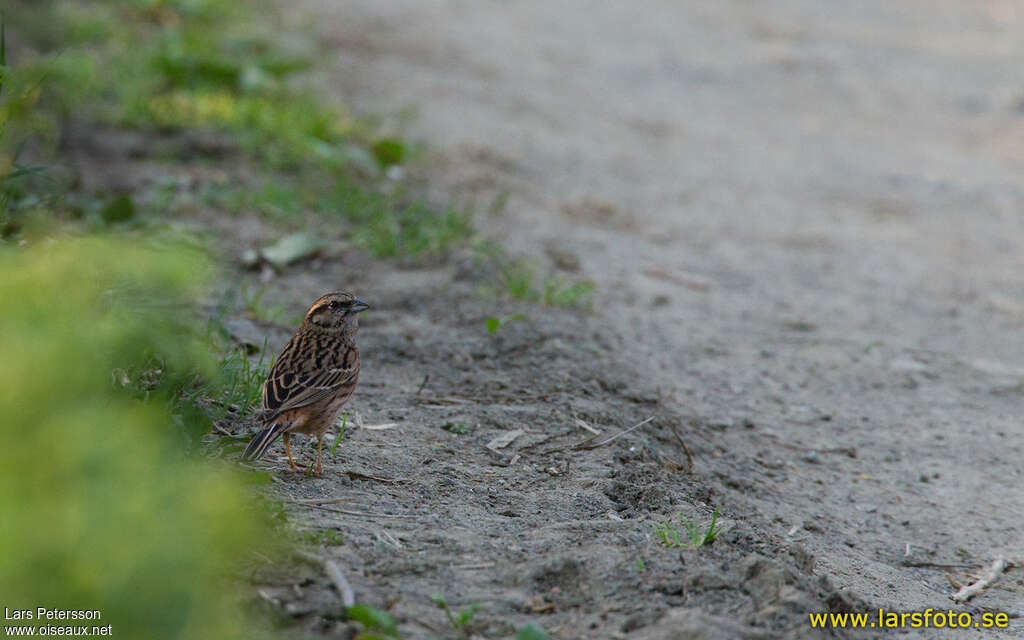 Bruant fou2ème année, habitat, pêche/chasse