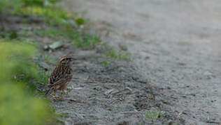 Rock Bunting