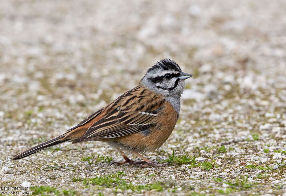 Rock Bunting male adult breeding, identification