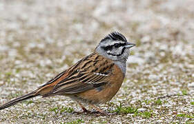 Rock Bunting