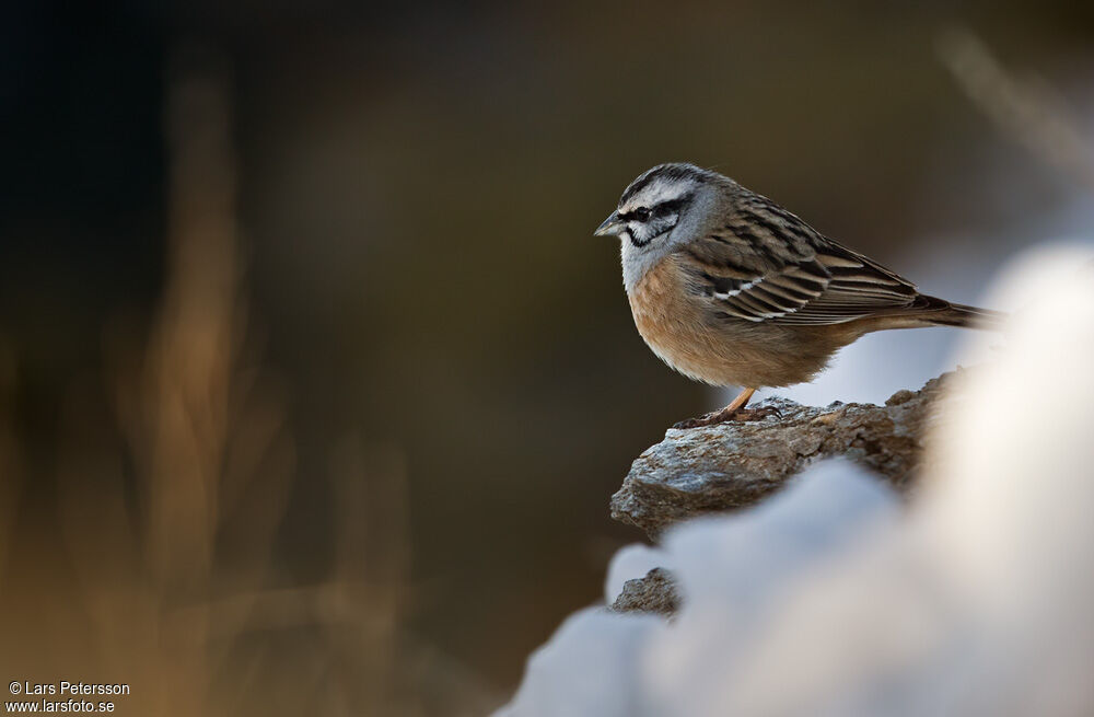 Rock Bunting