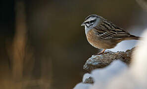 Rock Bunting