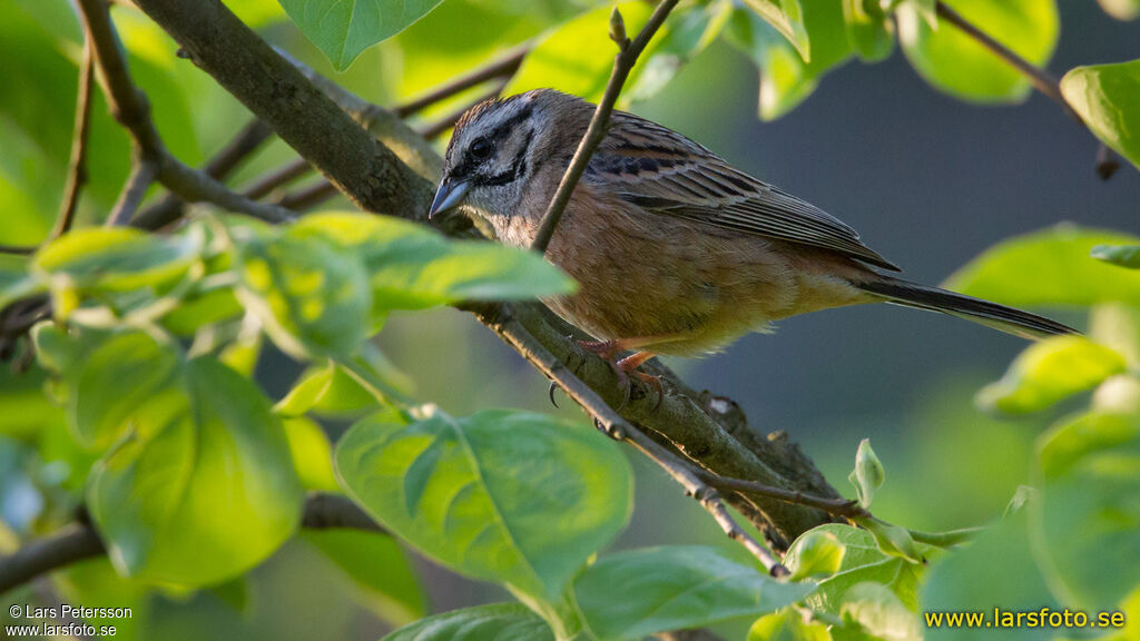 Rock Bunting