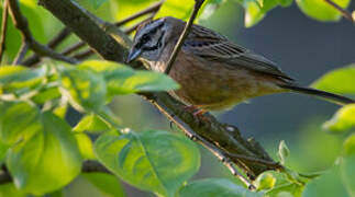 Rock Bunting