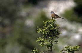 Rock Bunting