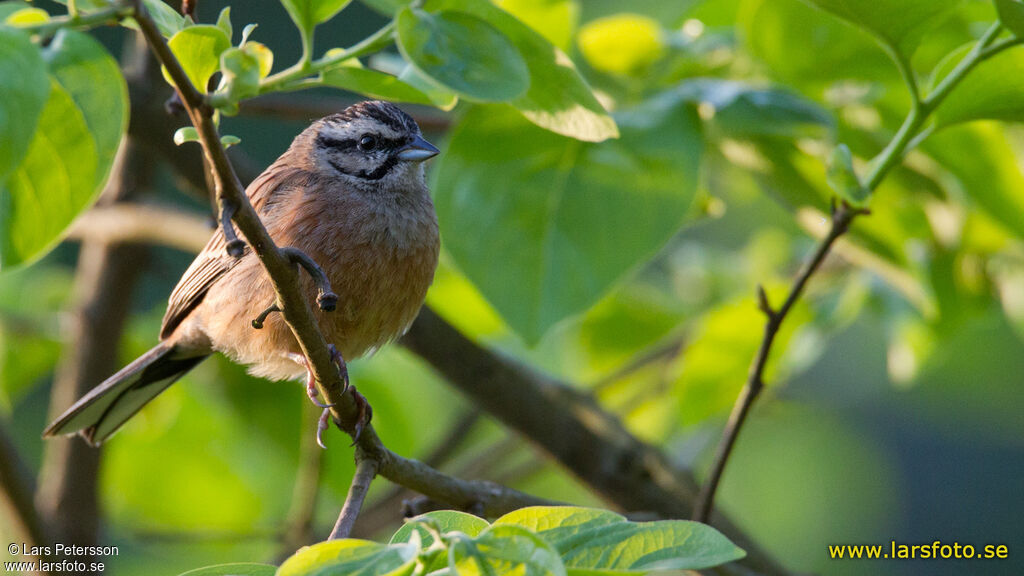 Rock Bunting