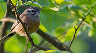 Rock Bunting