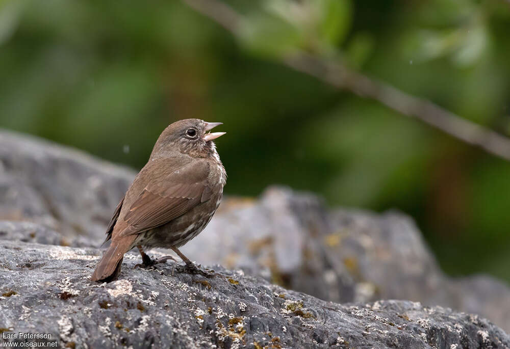 Sooty Fox Sparrow, pigmentation, song