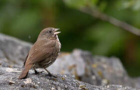 Sooty Fox Sparrow