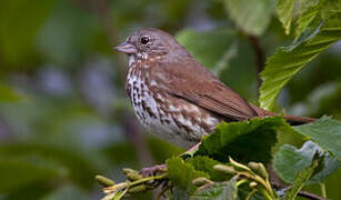 Sooty Fox Sparrow