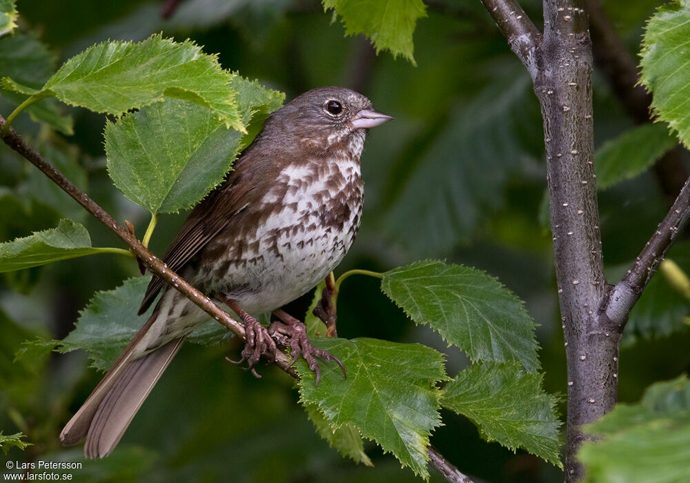 Sooty Fox Sparrow