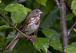 Sooty Fox Sparrow