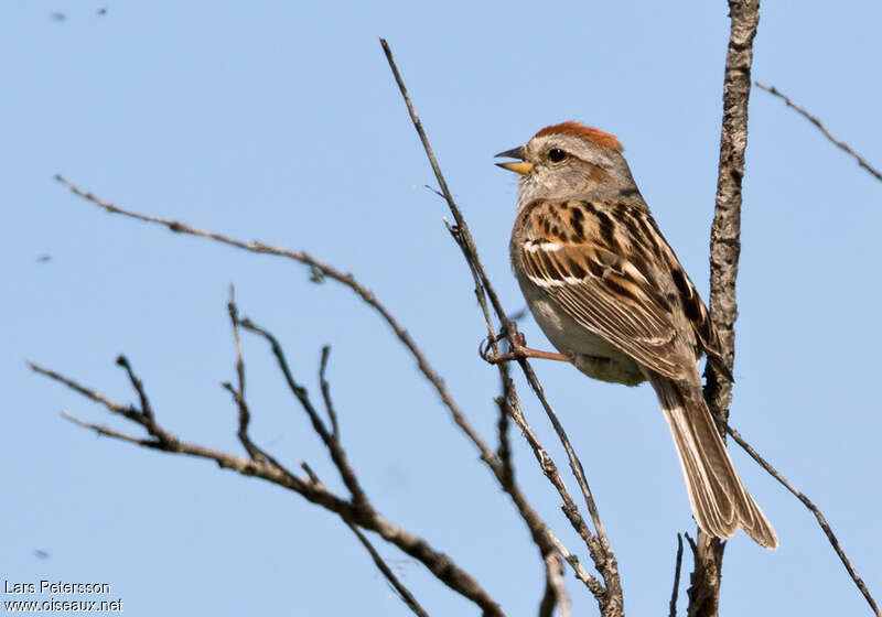 American Tree Sparrowadult, song