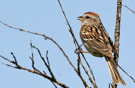 American Tree Sparrow