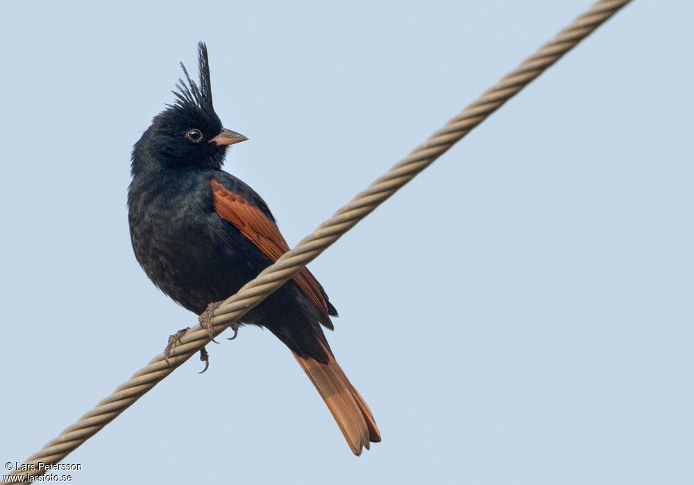 Crested Bunting