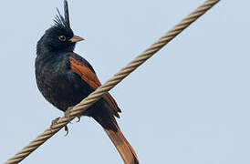 Crested Bunting