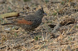 Crested Bunting