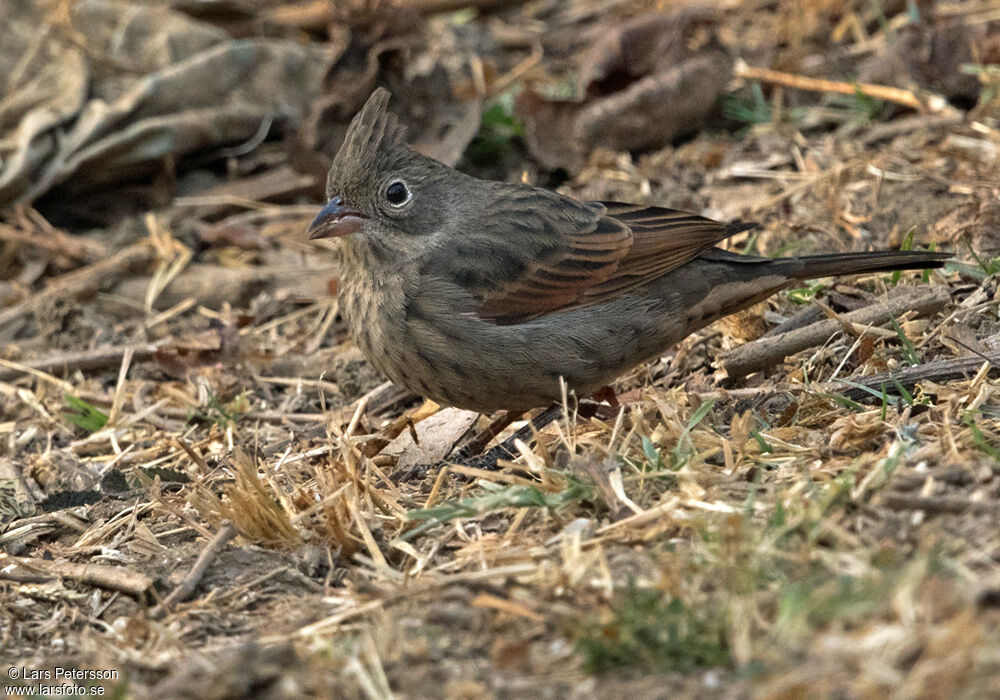 Crested Bunting