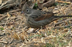 Crested Bunting