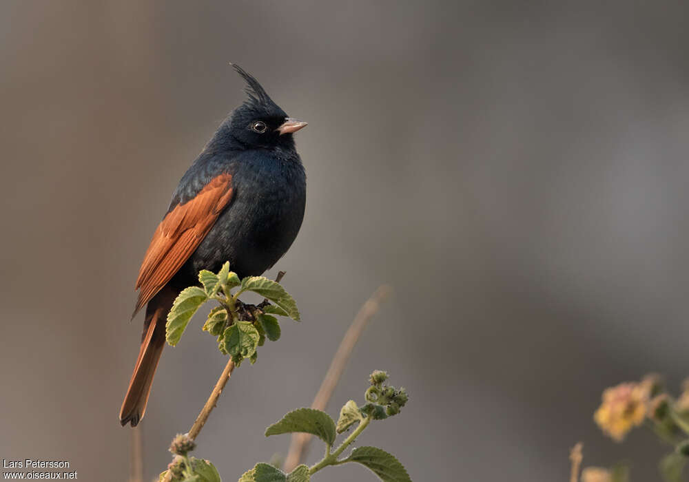 Crested Bunting male adult, identification