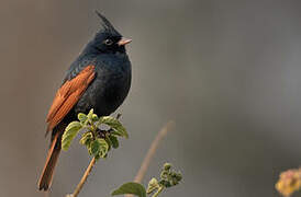 Crested Bunting