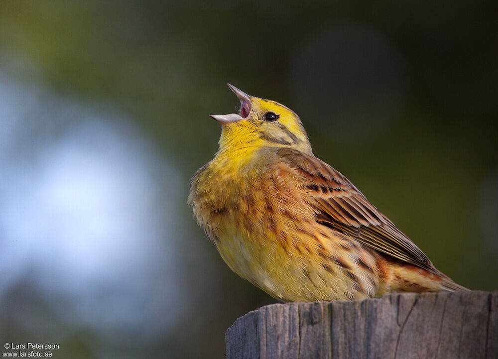 Bruant jaune